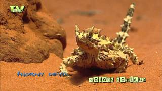 Thorny devil  Moloch horridus  Bergduivel [upl. by Reiche]