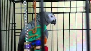 Best talking parrot in the world Clover knows 350 words with subtitles [upl. by Olracnaig]