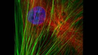 Cytoskeleton [upl. by Salb]