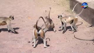 Indian Langur Monkey [upl. by Dnarb341]