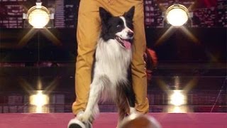 Supertalent 2013 Lukas Pratschker amp sein Border Collie quotDog Dancequot [upl. by Nuaj589]