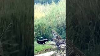 Leopard vs Honey Badger The Ultimate Wildlife Battle [upl. by Akelahs116]