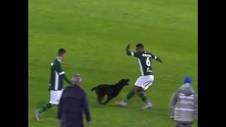 Cachorro correndo atrás do Juninho  EX PALMEIRAS [upl. by Finley]