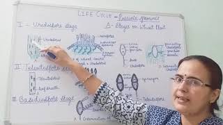 Puccinia graminis Life Cycle Stages on Wheat plant [upl. by Prestige361]