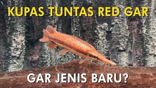 Bahas Detail Erythristic  Red Florida Gar  Ada Gar Jenis Baru [upl. by Stalk]