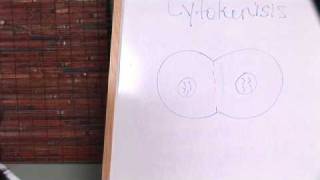 Human Physiology  What Is Cytokinesis [upl. by Lyontine]