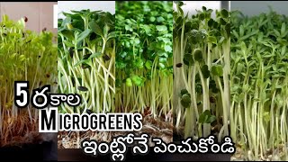 types of microgreens growing  microgreens without soil in telugu  easy microgreens at home [upl. by Barnaba]