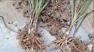 How to propagate New Zealand Flax plant using root dividing methodPhormium plant [upl. by Ayiram]