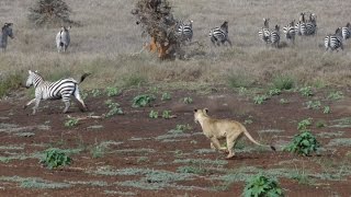 Lion Hunt At Lewa Zebra Ambush [upl. by Safko]