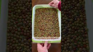 Grow Your Own Microgreens microgreens growyourownfood healthylifestyle healthyfood [upl. by Arinay]