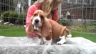 Gracies 7 wk european basset hound puppies [upl. by Macguiness]