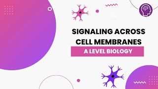 Signalling Across Cell Membranes  A Level Biology  OCR AQA Edexcel [upl. by Legnaleugim]