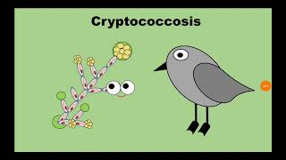 6 Cryptococcosis المستخفيات Cryptococcus neoformans [upl. by Minny]