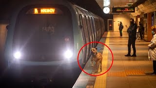 Il Cane della Metropolitana Ogni Giorno un Viaggio Straordinario e il Mistero Svelato da un Uomo [upl. by Anabel285]