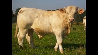 Elevage de charolais  la période hivernale au GAEC ROLIN [upl. by Reseda]