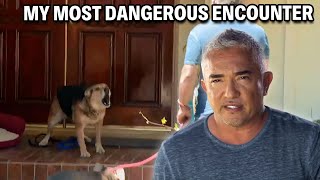 My Most Dangerous Case  A German Shepherd That Attacks 247  Cesar 911 Season 3 Ep 5  Part 1 [upl. by Ecnatsnoc440]