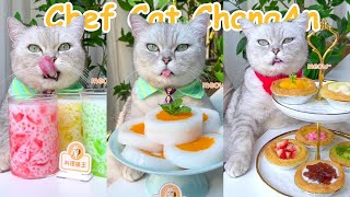 Best Of Chef Cat ChangAn Tiktok Compilation  Cat Cooking Food  Cute Cat Videos [upl. by Fortunio]