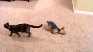 Toy Yorkie does hilarious 2 legged crawl after bath [upl. by Randy]