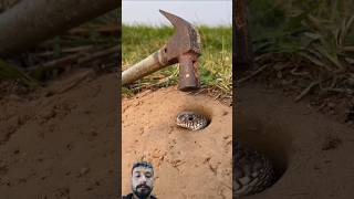 Snake Underground 🐍 Snake Reaction Video Funny Reaction 😉 snake reatcion short [upl. by Labanna]