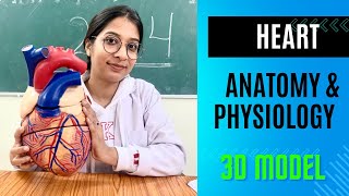 Heart 3D Model  Anatomy and Physiology in Hindi heart anatomy [upl. by Kirima942]