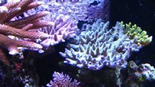 Aquamart 215 Acro Reef [upl. by Ykcaj]