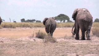 Elephant mating season in Amboseli Kenya [upl. by Adarbil]