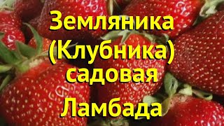 Земляника садовая Ламбада Краткий обзор описание характеристик fragaria ananassa Ламбада [upl. by Shanon]