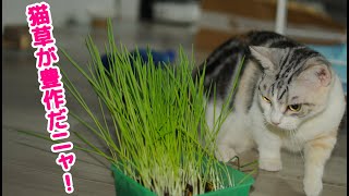 【三毛サバマンチカン】子猫の時食べなかった猫草に再挑戦してみました。｜びびちゃんねる [upl. by Latsirc]