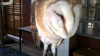 Petting Barn Owls At Spier South Africa [upl. by Ardnasxela800]