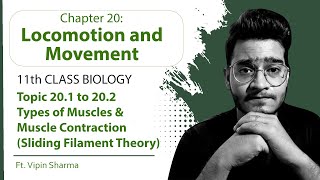 Topic 201 to 202 Types of Muscles amp Mechanism of Muscle Contraction Sliding Filament Theory [upl. by Dacia]