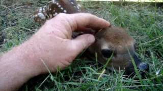 backyard baby fawn [upl. by Onida]