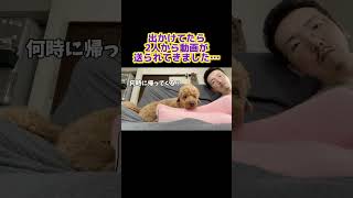 ママスが出かけてたらこの動画が送られてきた犬トイプー トイプードル 犬のいる生活 パパ ラブラブビデオレター 動画 [upl. by Zeeba]