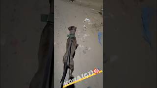 Apbt KokaGT viral shorts apbt pitbull fighter youtubeshorts [upl. by Macilroy]