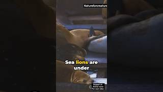 Why Sea Lions Are Amazing seaanimal ecology sealion [upl. by Assirk]