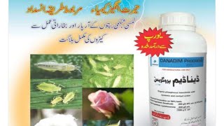 Danadim Progress Swat agro  Dimethoate Insecticide for fruitfly aphids and mealybug Kissan Ghar [upl. by Llenram415]