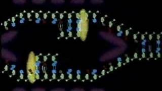 DNA Replication Animation [upl. by Maurine]