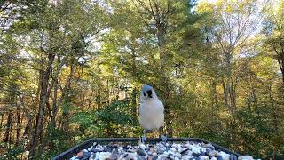 Tufted Titmouse Scuffle [upl. by Whale]