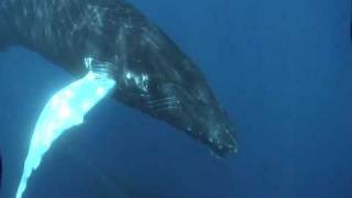 Beautiful whale song April 2009 Bermuda 1st part [upl. by Eeldivad]