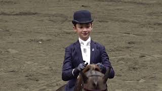 2024 UPHA CH 14 Spring Premier Heidi amp Gus in WT Saddle Seat Equitation 11 amp Under Championship [upl. by Aitra]