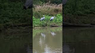 Storks at Slimbridge WWT [upl. by Obbard976]