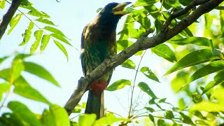 The Most Vocal Bird of Mountain  Great Barbet  Megalaima virens  Exotic Bird [upl. by Ultann]