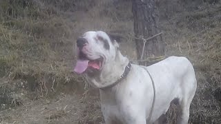 Massive and Big Pure White Bully dog In Pakistan  Bull dog Barking [upl. by Materse]