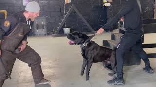 The cane Corso Defence training [upl. by Dhumma]