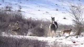 Prances with Wolves brave horse frolics with wolf pack [upl. by Eldrida]