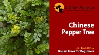 56 How to care for Chinese Pepper Bonsai Zanthoxylum beecheyanum  Bonsai Trees for Beginners [upl. by Elicul]