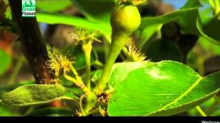 Green Planet  Power Plant Fruiter Hindi [upl. by Niassuh]