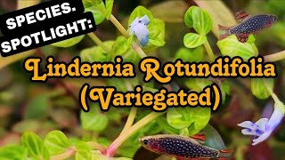 The Aquarium Plant That Flowers Purple Lindernia Rotundifolia An Easy A Low Light Stem Plant [upl. by Idnem]