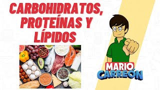 Carbohidratos Proteínas y Lípidos 🥑 [upl. by Schaeffer]