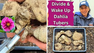 Dividing amp Waking Up Dahlia Tubers Easily [upl. by Pickford574]