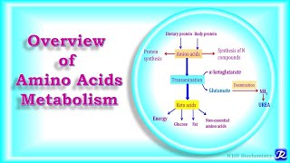 Amino Acids Metabolism Steps  L7 Unit3 Biochemistry [upl. by Harihs]